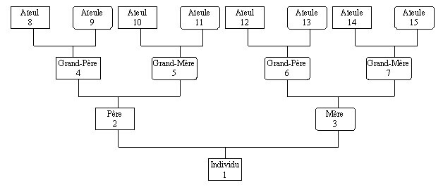 Arbre généalogique avec numérotation SOSA